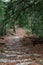 Nature landscape of autumn, Footpath in dark forest, road to grotto Maria Magdalena, The earth is covered with yellow