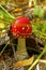 Nature, landscape, autumn, luxury single-agaric mushroom