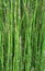 Nature Landscape Background of Green Bamboo