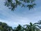 Nature landscape. Banana and forest trees against the light blue sky