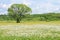 Nature landscape with flowering meadow of white wild growing narcissus flowers and a single tree in the field. Narcissus Valley in