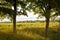 Nature landscape harvest field and trees scenic view photography in clear weather day