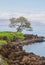 Nature landscape in Hawaii, tropical beach with palm tree in crystal clear sea.