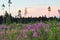 Nature landscape Pink Ivan Tea or blooming sally or willow herb and the pine forest