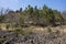 Nature landscape with trees, stones floor, and grass land