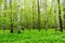 Nature landscape view of a green forest jungle on spring season with green trees and leaves. Peaceful tranquil outdoor scenery