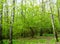 Nature landscape view of a green forest jungle on spring season with green trees and leaves. Peaceful tranquil outdoor scenery