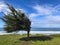 Nature landscape view, the wind blows bend the tree with the ocean in the background