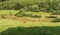 Nature landscapes with green hills at woods during summer at the East Belgian Countryside around