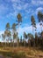 Nature lanscape tree pinewood forest bluesky pine fir