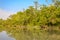 Nature in Laodob area in Sundarbans national park - Bangladesh