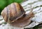 In nature, the large snail Helix lucorum