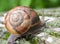 In nature, the large snail Helix lucorum