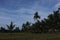 Nature Leaf of Rice Field and Coco Garden a Dramatic Shot