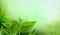 Nature leaves green tea on spring background.