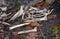 Nature leaves a small group of animal bones on forest floor