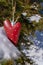 Nature love, Strawberry is hanging on a snow covered branch of fir tree at Valentine`s Day