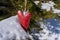 Nature love, Strawberry is hanging on a snow covered branch of fir tree at Valentine`s Day