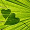 Nature lover heart shaped vine leaf background