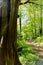 Nature lover shaded tree forest woods hiking trail path