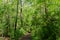 Nature lover shaded tree forest woods hiking trail path