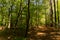 Nature lover tree forest woods hiking trail path