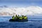 Nature lovers in Arctic Svalbard, Norway. Motor boat with tourists on the ice sea, snowy mountain in background. Arctic cruise in
