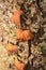 Nature Macro details. Trunk full of lichens with dry creeper leaves typical of autumn