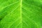 Nature - Macro Green Leaves surface backdrop - background texture - image , Tropical leaf backdrop and beautiful detail