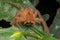 Nature Macro image of a Beautiful male David Bowie Huntsman Spider