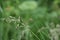 Nature in macro photography, an insect often found on grasslands - a flying dragonfly.