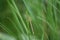 Nature in macro photography, an insect often found on grasslands - a flying dragonfly.