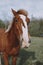 nature mammal horse in the field landscape countryside