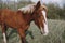 nature mammal horse in the field landscape countryside