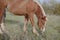 nature mammal horse in the field landscape countryside
