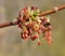 In nature, the maple Acer negundo blooms