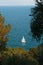 Nature and marine landscape: sailboat and maritime pines in the Mediterranean Sea