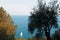 Nature and marine landscape: sailboat and maritime pines in the Mediterranean Sea