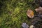 Nature minimal background with autumn brown leaves and green wet