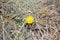 Nature miracle. Mountain flower. Yellow against the backdrop of a fading life.