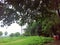 Nature, monsoon. Love , leaves, green