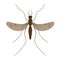 Nature, mosquitoes stilt disease transmitter.