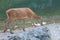 Nature, mountains, water, animal Poland