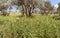 Nature  near the excavations of the ancient burial caves of the Sidonian near the Maresha city in Beit Guvrin, Kiryat Gat, in