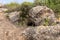 Nature  near the excavations of the ancient burial caves of the Sidonian near the Maresha city in Beit Guvrin, Kiryat Gat, in