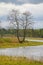 The nature of Northern Russia. landscape with forest, river, river floodplain and riverine meadow. solitary tree.