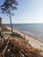 Nature ocean flowers trees beach