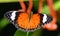 Nature - Orange Lacewing