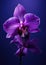 Nature orchid plant blooming closeup botany beauty petal flora blossom flower purple pink