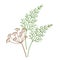 Nature organic vegetable Dill flower Fennel spice
